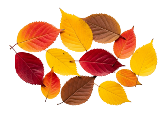 Vibrant autumn leaves in a circular arrangement against a striking black backdrop, showcasing a kaleidoscope of autumnal colors.