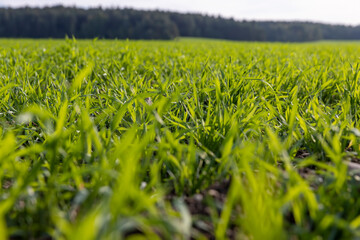 tall wheat grass resistant to cold weather planted in autumn for wintering and early grain harvest, a field with green wheat sprouts in the autumn season for early grain harvest