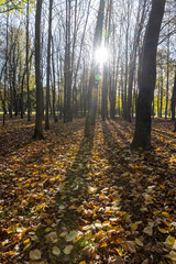 Fototapeta premium yellowing maple foliage in autumn in sunny weather, big changes in the forest on maple trees in autumn, the sun shines through the trees and shines through the yellow foliage
