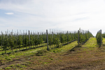 Obraz premium a young apple orchard in the autumn season, a large number of young apple trees planted in long and even rows in the orchard in the autumn season