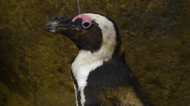 Close up of a Humboldt or jackass penguin head standing up and watching.