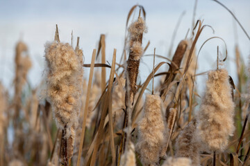 reeds growing on the riverbank in the autumn season, reed fluff against the blue sky on the riverbank in the autumn season