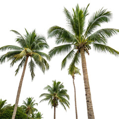 Obraz premium Various palm trees isolated on transparent background 