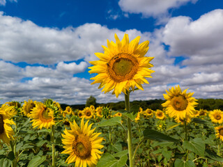 A sunflower field with a sunflower in the foreground