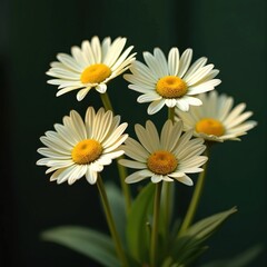 Four delicate cream daisy flowers with yellow centers and white petals captured in close-up nature photograph. Soft pastel colors create elegant, fresh spring or summer bloom against dark background.