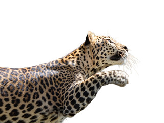Spotted big cat, a leopard, a hunter, or a panther, on a pure white background