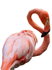 A colorful pink flamingo with a long, elegant neck and vibrant feathers stands isolated on a clean white background