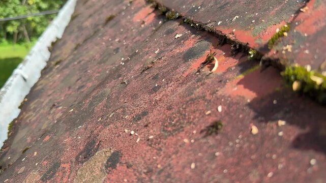 older roof shingles growing moss stains
