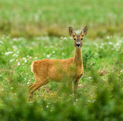 western or European roe deer (Capreolus capreolus) standing