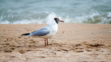 seagull on the beach