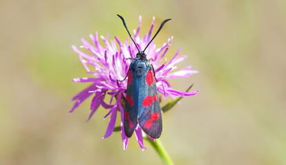 butterfly on a flower