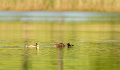 great crested grebe (Podiceps cristatus) swimming