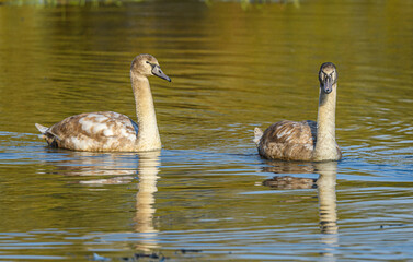 young mute swans (Cygnus olor) swimming