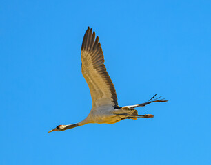 common Eurasian crane (Grus grus) in flight