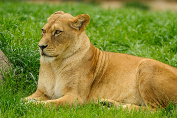 northern lion (Panthera leo leo) female