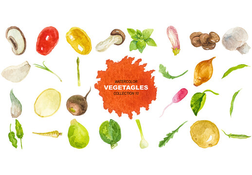 Vector watercolor painted vegetables. Hand drawn design elements isolated on white background.