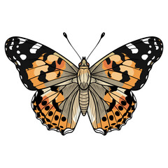 Detailed Painted Lady Butterfly (Vanessa cardui) Vector Illustration, Isolated on White