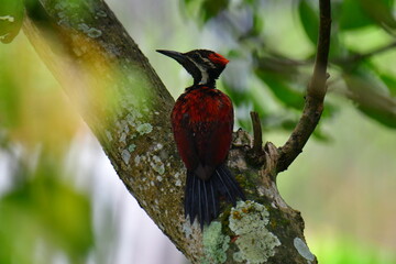 This photo captures a stunning Red-backed Flameback woodpecker perched on a tree trunk. Its fiery red back, black-and-white patterned head, and spiky crest are prominently displayed.