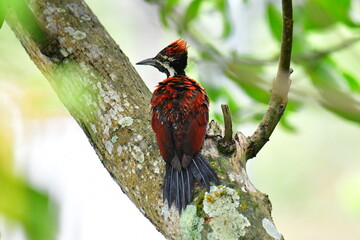 This photo captures a stunning Red-backed Flameback woodpecker perched on a tree trunk. Its fiery red back, black-and-white patterned head, and spiky crest are prominently displayed.