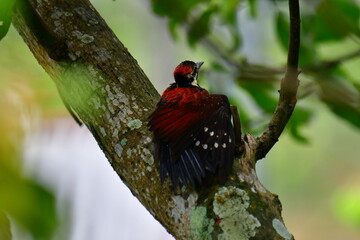 This photo captures a stunning Red-backed Flameback woodpecker perched on a tree trunk. Its fiery red back, black-and-white patterned head, and spiky crest are prominently displayed.