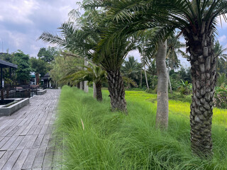 Palm trees and lush green grass line a wooden pathway beside rice paddies under a cloudy sky, creating a serene natural landscape