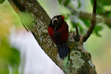 This photo captures a stunning Red-backed Flameback woodpecker perched on a tree trunk. Its fiery red back, black-and-white patterned head, and spiky crest are prominently displayed.