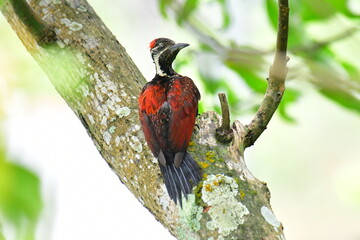 This photo captures a stunning Red-backed Flameback woodpecker perched on a tree trunk. Its fiery red back, black-and-white patterned head, and spiky crest are prominently displayed.