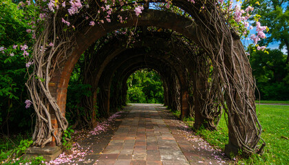 Fototapeta premium Botanical tunnel archway with climbing vines and blossoms over pathway