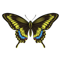 Detailed Old World Swallowtail Butterfly Vector Illustration, Isolated on White