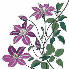 seamless pattern with clematis anna louise