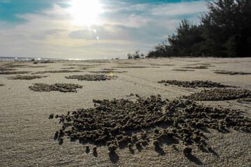 Close-Up of Sand Patterns Created by Sand Bubbler Crabs on a Tropical Beach with Morning Light