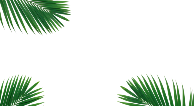 Two vibrant green palm fronds with subtle yellow highlights on a transparent studio background, top-down shot with copy space, concept of new beginnings and natural balance