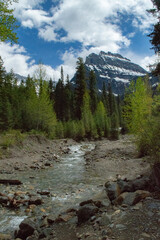 Fototapeta premium river with trees and mountain in background off of Going-to-the-Sun Road in Glacier National Park, Montana