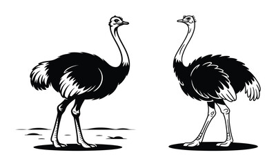 ostrich vector illustration