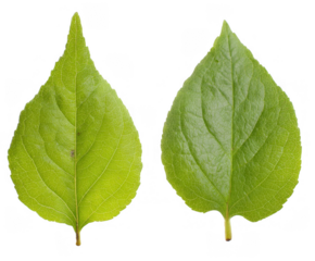 Two vibrant green leaves side by side isolated on transparent background