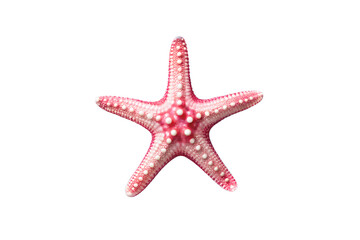 Obraz premium A vibrant pink starfish, adorned with delicate white patterns, isolated on a pure white background, capturing the serene beauty of marine life