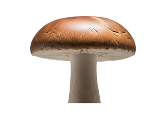 A close-up image highlights the rich brown cap and delicate stem of a single mushroom against a stark black backdrop.