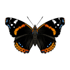 Detailed Red Admiral Butterfly Vector Illustration, Isolated on White Background