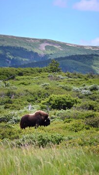 Musk ox in grassy tundra landscape