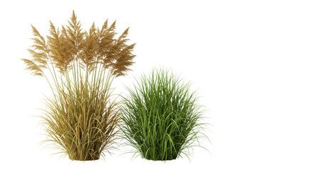 Obraz premium Pristine ornamental grass clumps, one golden-brown feathery, one vibrant green, on a high-key transparent studio background with negative space, concept of natural balance