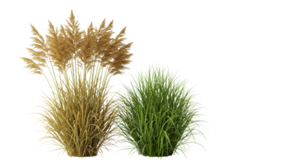 Pristine ornamental grass clumps, one golden-brown feathery, one vibrant green, on a high-key transparent studio background with negative space, concept of natural balance