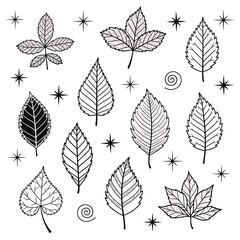 Obraz premium Collection of Detailed Line Art Botanical Leaves - Black and White Drawings of Various Leaf Shapes and Textures.