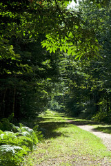 Foret régional de Gros Bois, l'Arc boisé, 94, Val de Marne, France