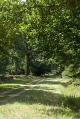 Foret r&eacute;gional de Gros Bois, l'Arc bois&eacute;, 94, Val de Marne, France