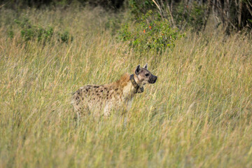 Hyène tachetée, Crocuta crocuta, avec collier émetteur, Réserve de Masai Mara, Kenya