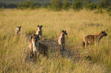 Hyène tachetée, Crocuta crocuta, Réserve de Masai Mara, Kenya