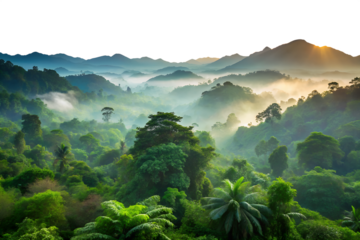Breathtaking view of a misty tropical forest landscape with mountains, sunrise, and fog creating a serene and scenic natural environment isolated on transparent background