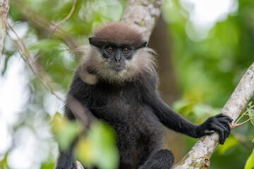 This close-up photograph features a Purple-faced Langur monkey perched on a tree branch. Its distinct dark fur, light-colored beard, and inquisitive amber eyes are clearly visible.