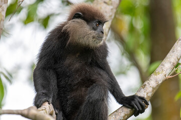 This close-up photograph features a Purple-faced Langur monkey perched on a tree branch. Its distinct dark fur, light-colored beard, and inquisitive amber eyes are clearly visible.