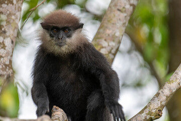 This close-up photograph features a Purple-faced Langur monkey perched on a tree branch. Its distinct dark fur, light-colored beard, and inquisitive amber eyes are clearly visible.